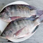 তেলাপিয়া