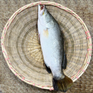 Koral Fish (কোরাল মাছ)